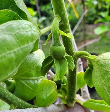 Persimmon Tree, fruit tree