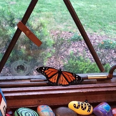 Monarch Butterfly in a Window