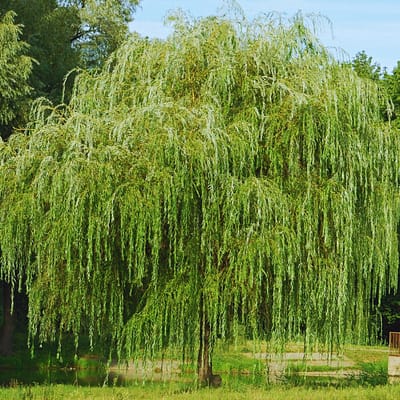 Weeping Willow Tree