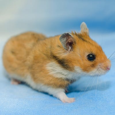 Syrian Hamster