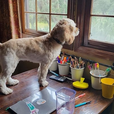 Pearl the Dog Looking out the Window