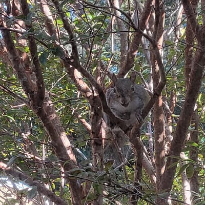 Squirrel in a Tree