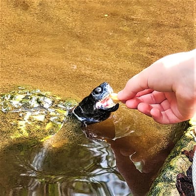 Feeding a turtle an unsalted peanut.