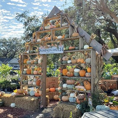 Kerby's Nursery Pumpkin Wall