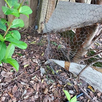 Chicken Wire is a Puppy Barricade