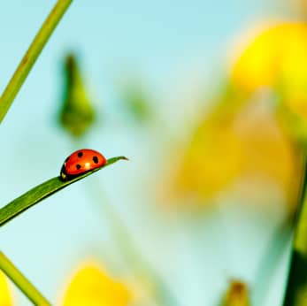 Ladybug (insect)