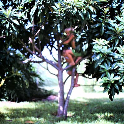 Kids Climbing Trees