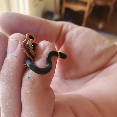 Ringneck Snake