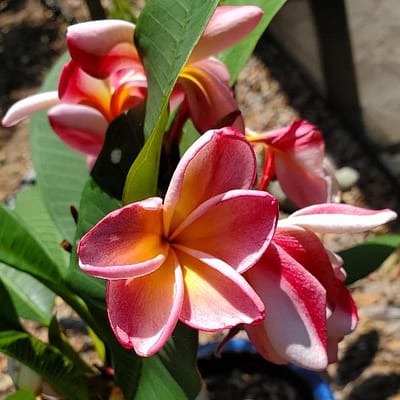 Plumeria dulcinea, flowering shrub