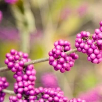 Beautyberries