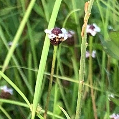 Frogfruit Flowers, Florida native plant