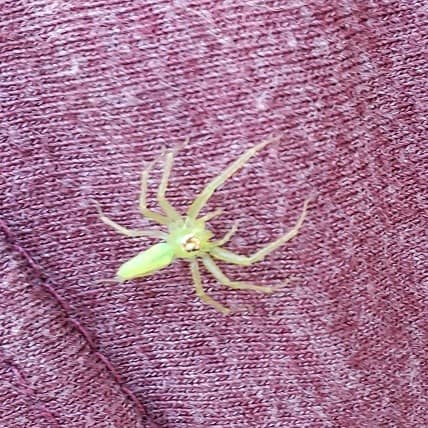 Green Spider