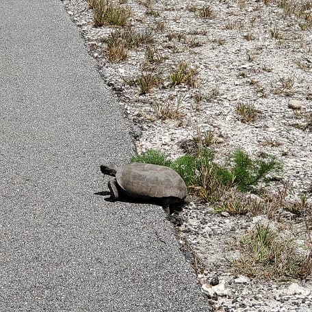 Turtle Climbing onto Trail