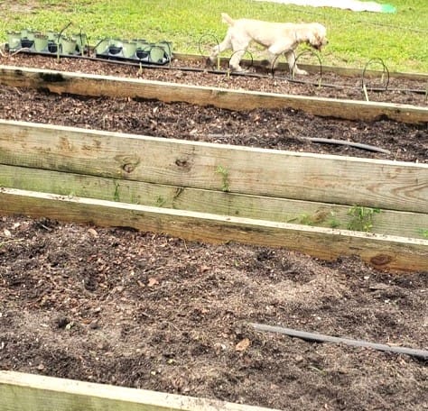 Dog (Pearl) in Vegetable Garden