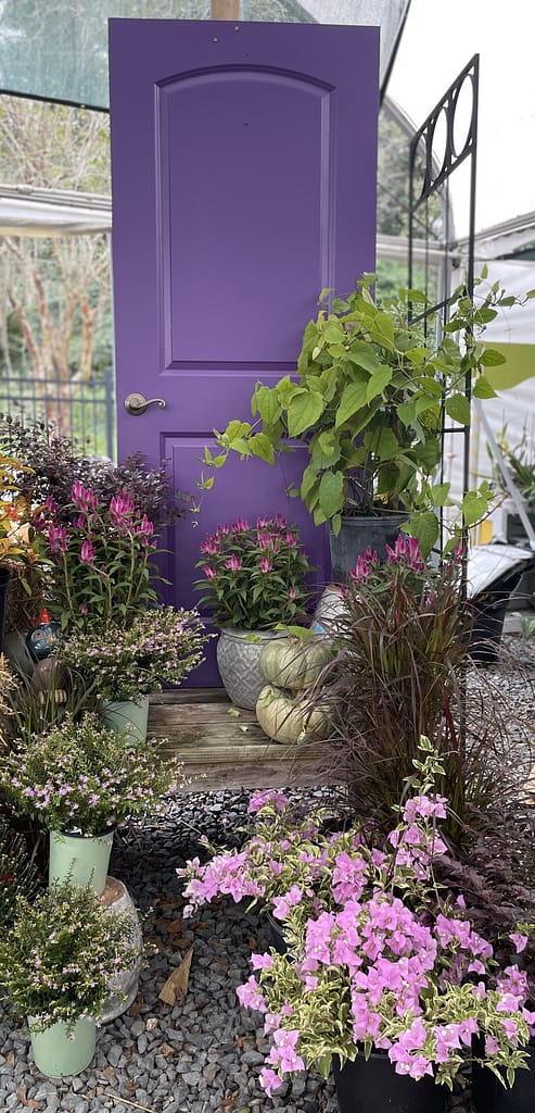 Purple Door with Fall Plants and Decor