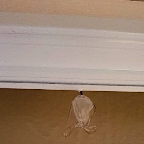 Butterfly Chrysalis Hanging from a Window Blind