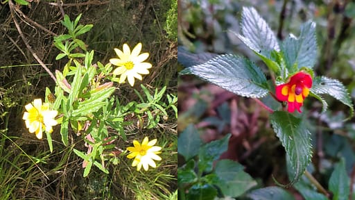 African Daisy and Impatiens kilimanjaro