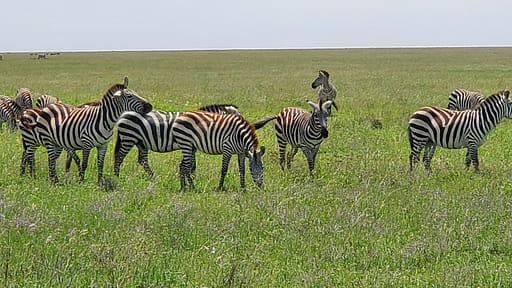 Zebras