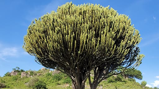 Candelabra Cactus