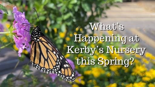 Picture of Butterfly and Flowers to Advertise Video of What's Happening at Kerby's Nursery in Spring 2021