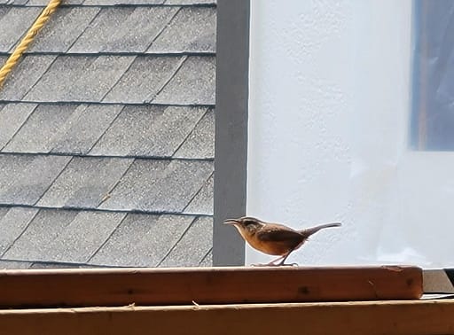 Wren on the Window Sill