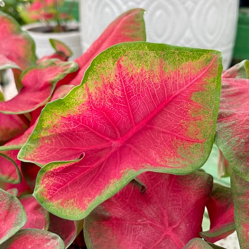 Caladium Plants