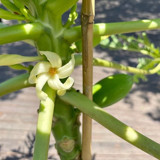 Papaya Tree with Flower and Fruit