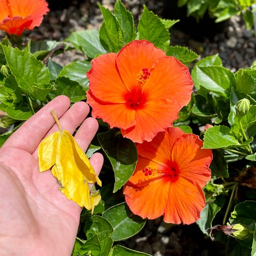 Hibiscus Flowers with Yellow Leaf