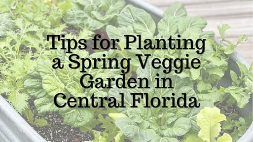 Picture of Vegetables for Kerby's Nursery Spring Veggie Gardening Video