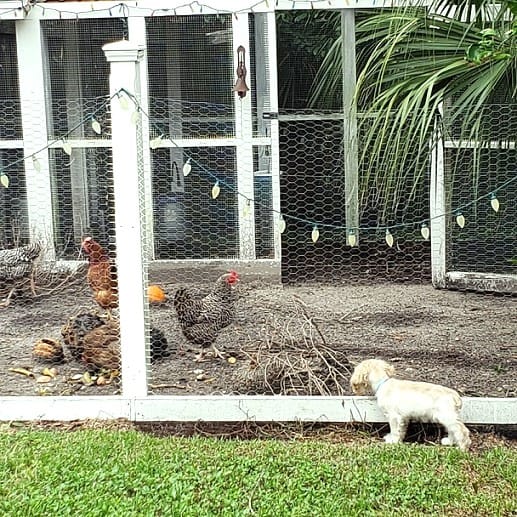 Pearl the Dog Watching Chickens