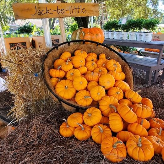 Kerby's Nursery Jack-Be-Little Pumpkins