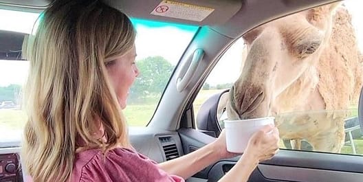 Kim Feeding a Camel