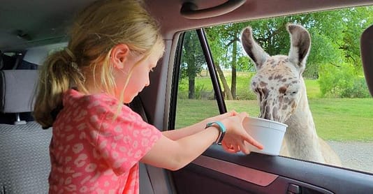 Maddy Feeding a Llama