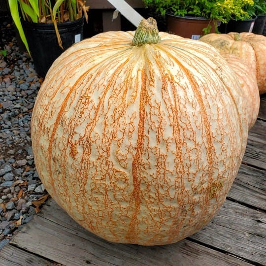 One Too Many Pumpkin