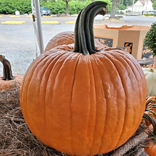 Cronus Big Stem Pumpkin