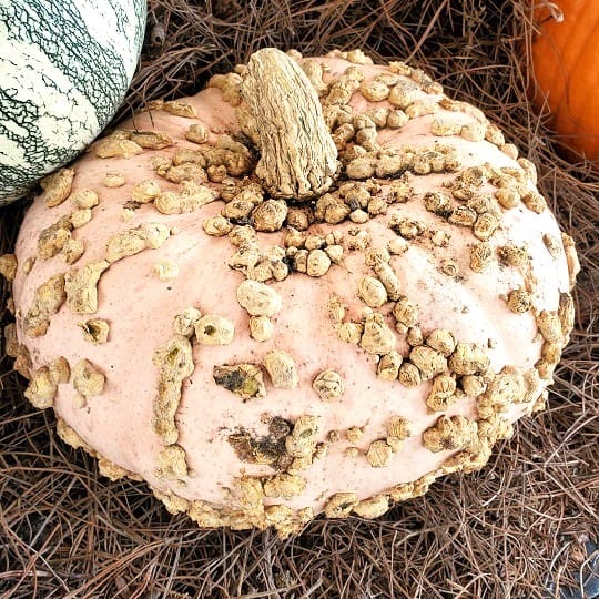Peanut Squash
