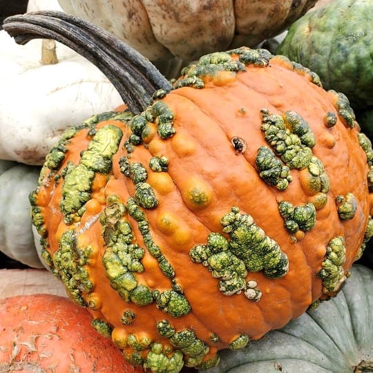 Warty Goblin Pumpkin