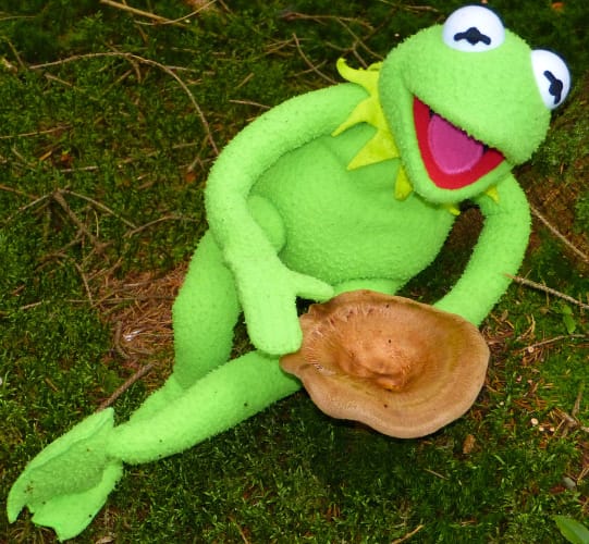 Kermit the Frog Laying in the Grass