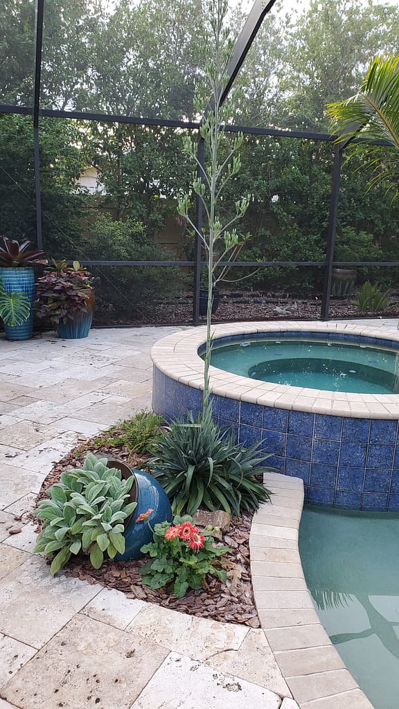 Mangave Plant with Tall Flower Stalk