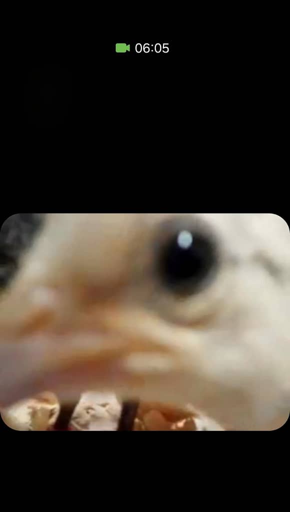 Baby Chick on Phone