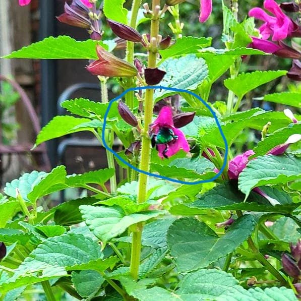 Green Bee Getting Nectar from a Salvia