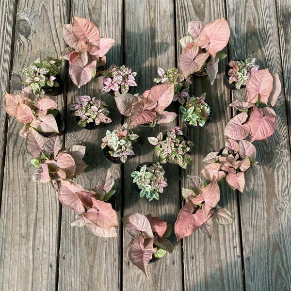 Pink Houseplants in a Heart Shape