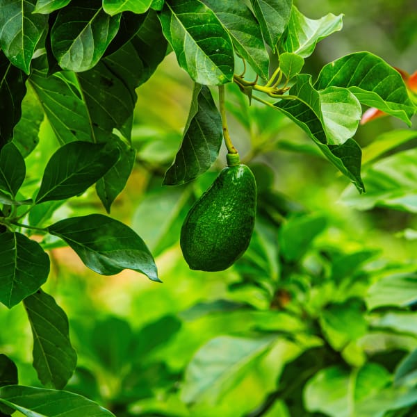 Avocado on Tree