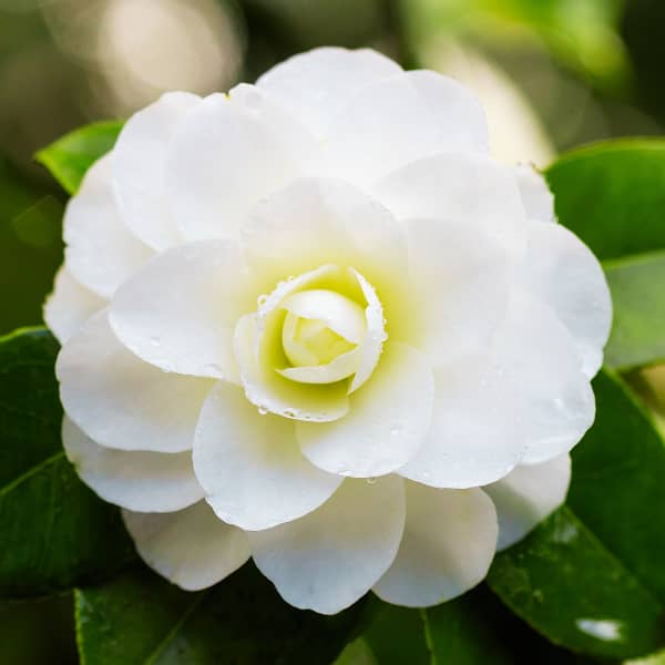 White Camellia