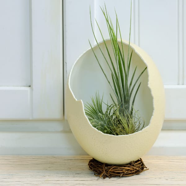 Air Plants (Tillandsias) in Egg