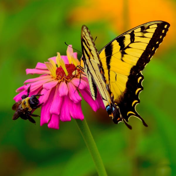 Bee and Butterfly Together on Flower