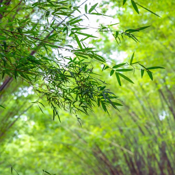 Bamboo Trees