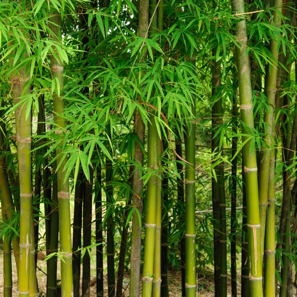 Bamboo Trees