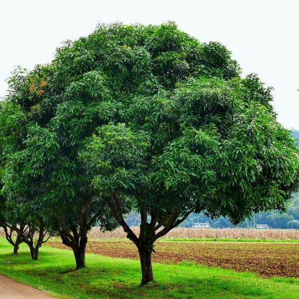 Mango Trees