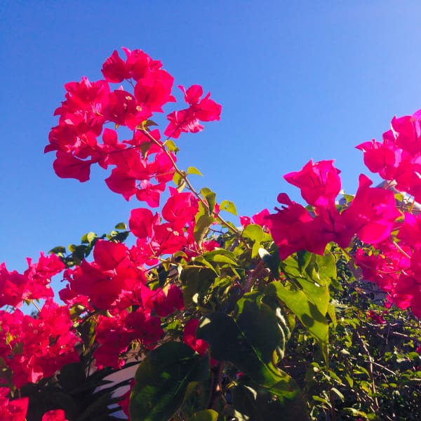 Blooming Bougainvillea Plant